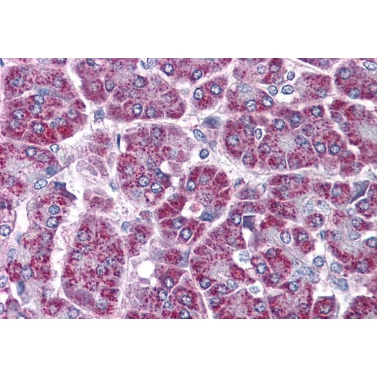 Immunohistochemistry - Anti-TRAF2 Antibody (A84190) - Antibodies.com