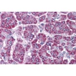 Immunohistochemistry - Anti-TRAF2 Antibody (A84190) - Antibodies.com