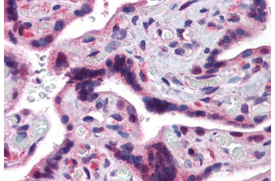 Immunohistochemistry - Anti-TRAF2 Antibody (A84190) - Antibodies.com