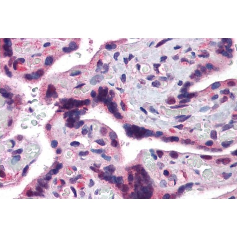 Immunohistochemistry - Anti-TRAF2 Antibody (A84190) - Antibodies.com