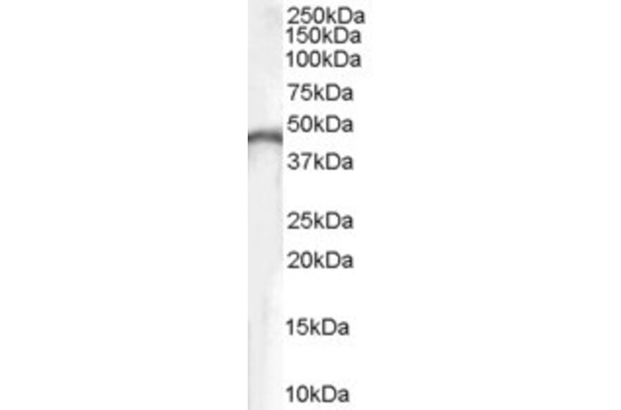 Western Blot - Anti-Creatine Kinase B Type Antibody (A84191) - Antibodies.com