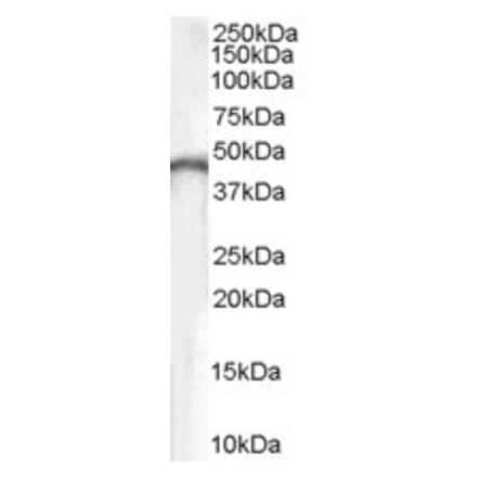 Western Blot - Anti-Creatine Kinase B Type Antibody (A84191) - Antibodies.com