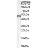 Western Blot - Anti-Creatine Kinase B Type Antibody (A84191) - Antibodies.com