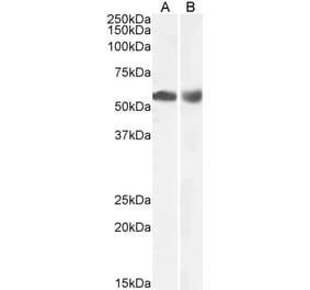 Western Blot - Anti-HDAC1 Antibody (A84192) - Antibodies.com