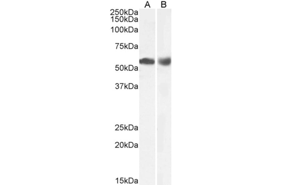 Western Blot - Anti-HDAC1 Antibody (A84192) - Antibodies.com