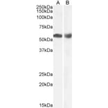 Western Blot - Anti-HDAC1 Antibody (A84192) - Antibodies.com