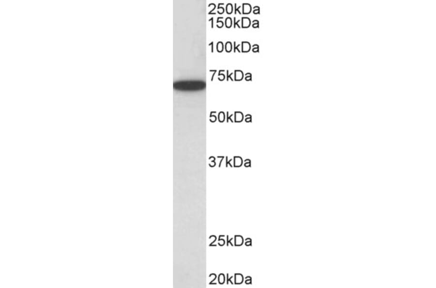 Western Blot - Anti-HDAC1 Antibody (A84192) - Antibodies.com