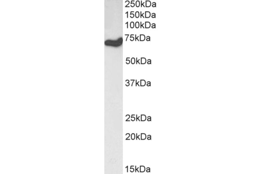 Western Blot - Anti-HDAC1 Antibody (A84192) - Antibodies.com