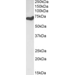 Western Blot - Anti-HDAC1 Antibody (A84192) - Antibodies.com