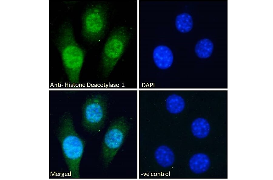 Immunofluorescence - Anti-HDAC1 Antibody (A84192) - Antibodies.com