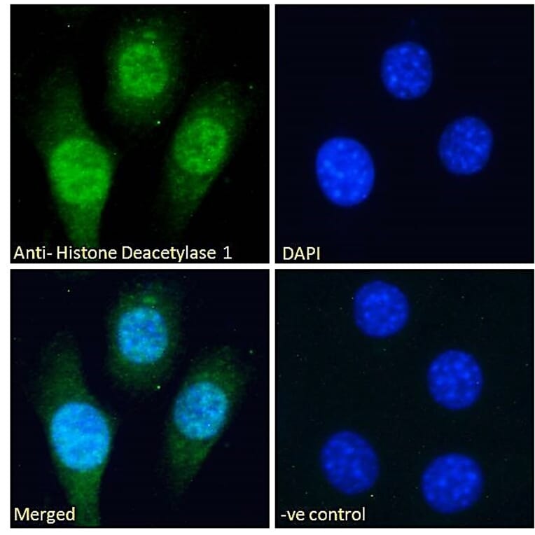 Immunofluorescence - Anti-HDAC1 Antibody (A84192) - Antibodies.com