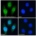 Immunofluorescence - Anti-HDAC1 Antibody (A84192) - Antibodies.com