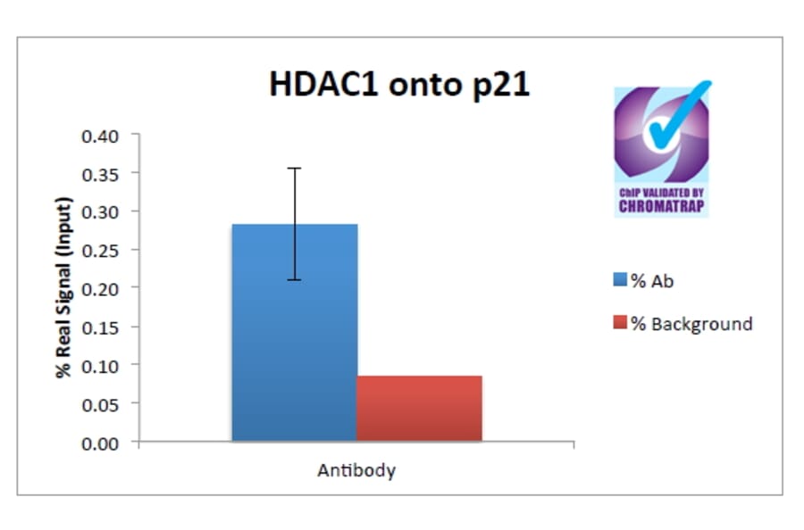 ChIP - Anti-HDAC1 Antibody (A84192) - Antibodies.com