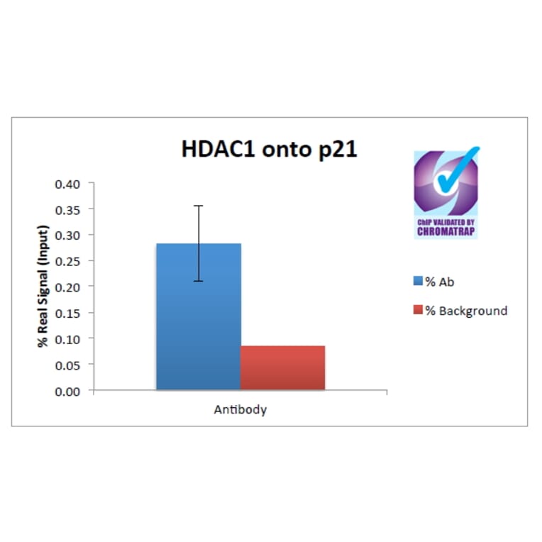 ChIP - Anti-HDAC1 Antibody (A84192) - Antibodies.com