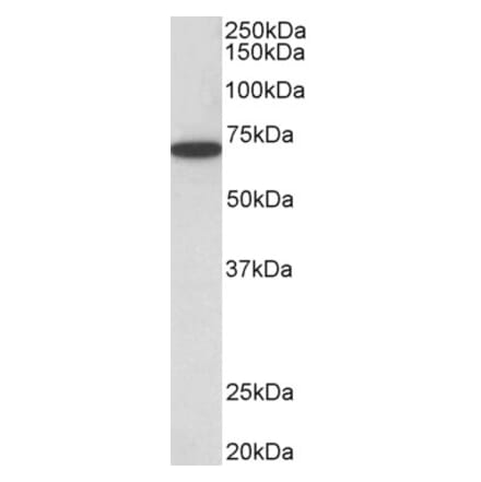 Western Blot - Anti-HDAC1 Antibody (A84192)