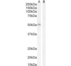 Western Blot - Anti-LEF1 Antibody (A84194) - Antibodies.com