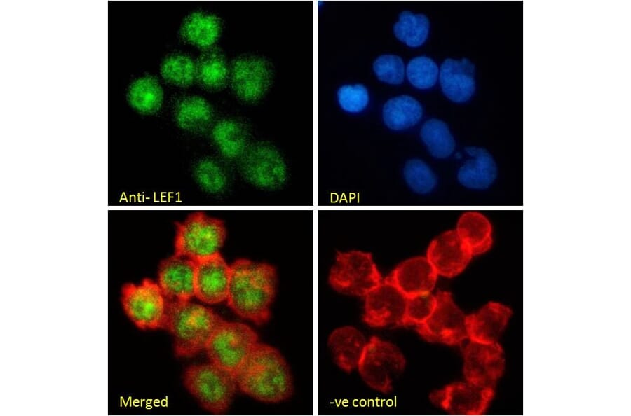 Immunofluorescence - Anti-LEF1 Antibody (A84194) - Antibodies.com