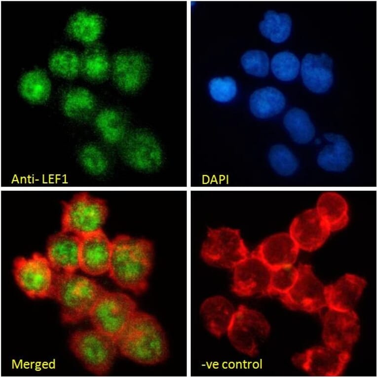 Immunofluorescence - Anti-LEF1 Antibody (A84194) - Antibodies.com