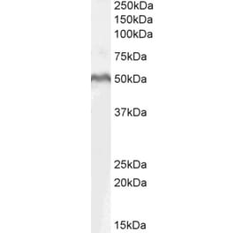 Western Blot - Anti-LEF1 Antibody (A84194) - Antibodies.com