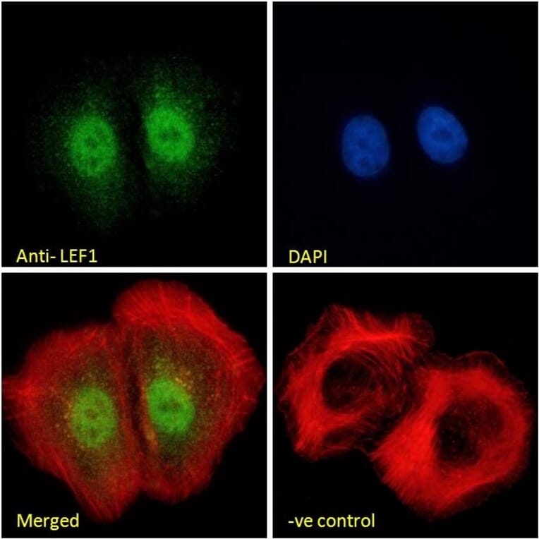 Immunofluorescence - Anti-LEF1 Antibody (A84194) - Antibodies.com