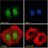Immunofluorescence - Anti-LEF1 Antibody (A84194) - Antibodies.com