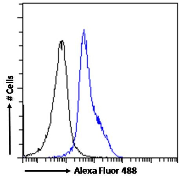 Flow Cytometry - Anti-LEF1 Antibody (A84194) - Antibodies.com