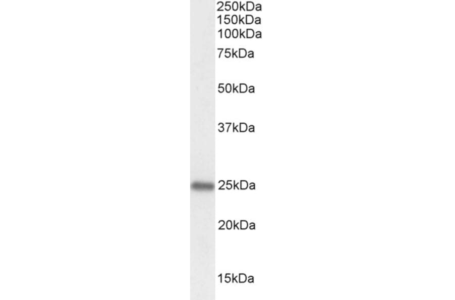 Western Blot - Anti-PGRMC1 Antibody (A84196) - Antibodies.com
