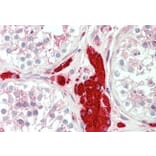 Immunohistochemistry - Anti-PGRMC1 Antibody (A84196) - Antibodies.com