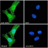 Immunofluorescence - Anti-Superoxide Dismutase 1 Antibody (A84197) - Antibodies.com