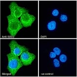 Immunofluorescence - Anti-Superoxide Dismutase 1 Antibody (A84197) - Antibodies.com