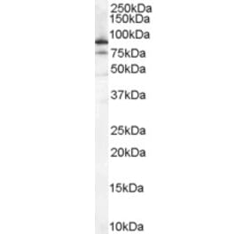 Western Blot - Anti-Ku80 Antibody (A84199) - Antibodies.com