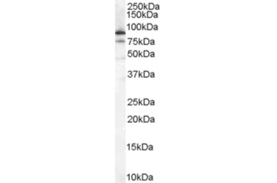 Western Blot - Anti-Ku80 Antibody (A84199) - Antibodies.com