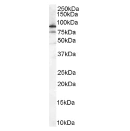 Western Blot - Anti-Ku80 Antibody (A84199) - Antibodies.com