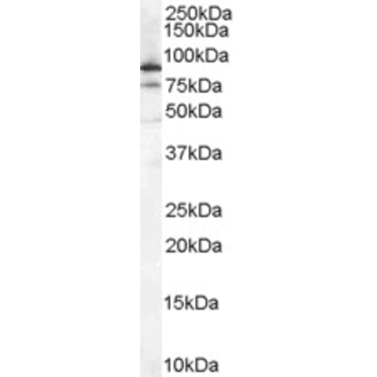 Western Blot - Anti-Ku80 Antibody (A84199) - Antibodies.com