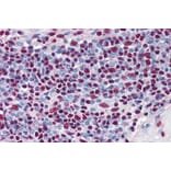 Immunohistochemistry - Anti-Ku80 Antibody (A84199) - Antibodies.com