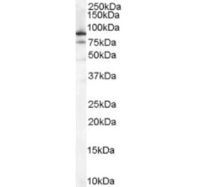 Western Blot - Anti-XRCC5 Antibody (A84199) - Antibodies.com