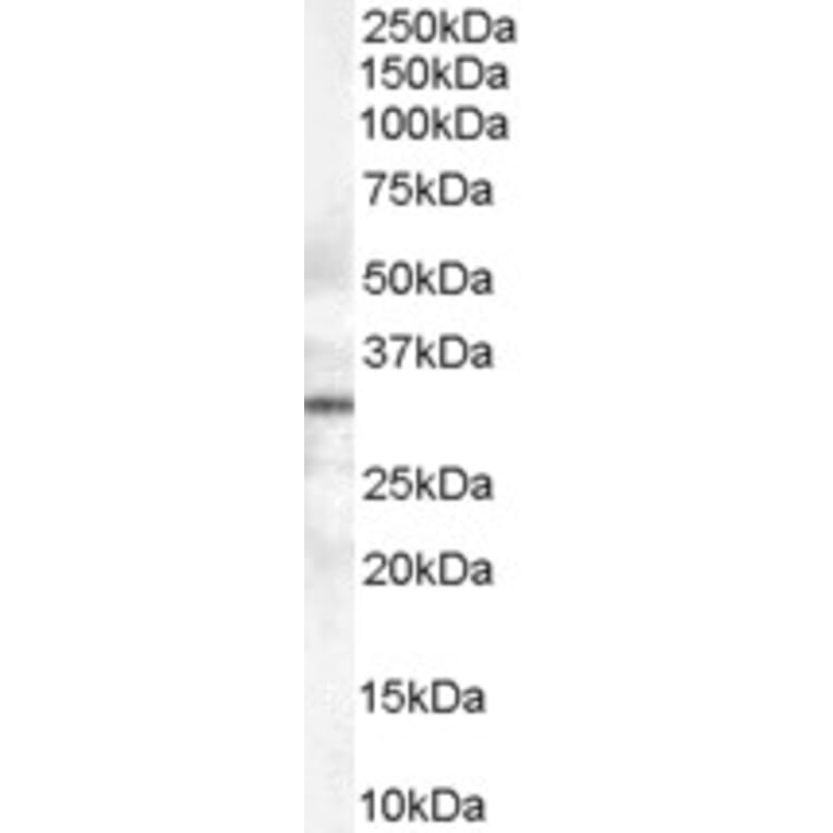 Western Blot - Anti-Syntaxin 6 Antibody (A84201) - Antibodies.com