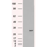 Western Blot - Anti-Syntaxin 6 Antibody (A84201) - Antibodies.com