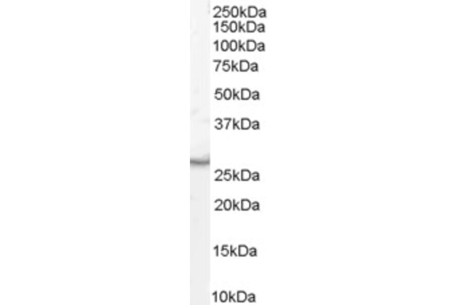 Western Blot - Anti-VTI1B Antibody (A84202) - Antibodies.com