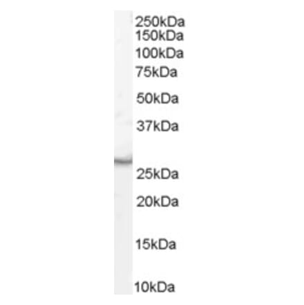 Western Blot - Anti-VTI1B Antibody (A84202) - Antibodies.com