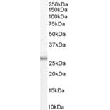 Western Blot - Anti-VTI1B Antibody (A84202) - Antibodies.com