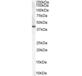 Western Blot - Anti-HSD3B1 Antibody (A84203) - Antibodies.com