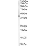 Western Blot - Anti-HSD3B1 Antibody (A84203) - Antibodies.com