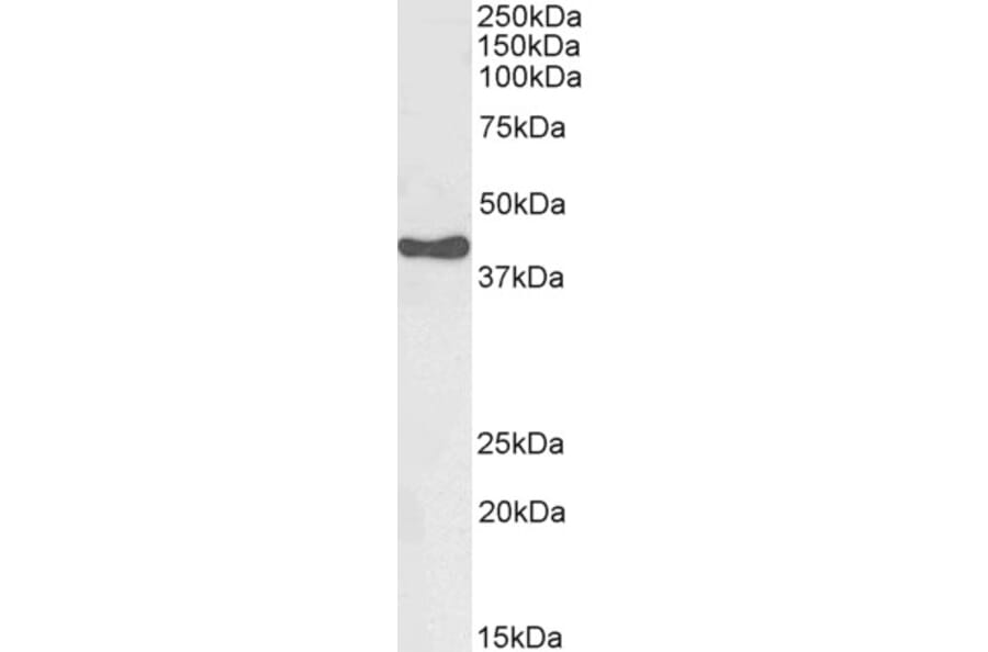 Western Blot - Anti-HSD3B1 Antibody (A84203) - Antibodies.com