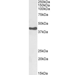 Western Blot - Anti-HSD3B1 Antibody (A84203) - Antibodies.com