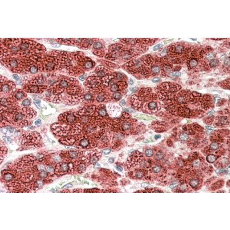 Immunohistochemistry - Anti-Cytochrome P450 17A1/CYP17A1 Antibody (A84204) - Antibodies.com