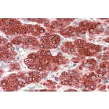 Immunohistochemistry - Anti-Cytochrome P450 17A1/CYP17A1 Antibody (A84204) - Antibodies.com