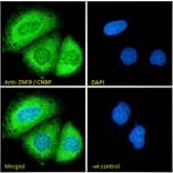 Immunofluorescence - Anti-CNBP Antibody (A84205) - Antibodies.com