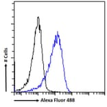 Flow Cytometry - Anti-CNBP Antibody (A84205) - Antibodies.com