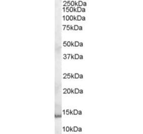 Western Blot - Anti-GCDFP 15 Antibody (A84206) - Antibodies.com